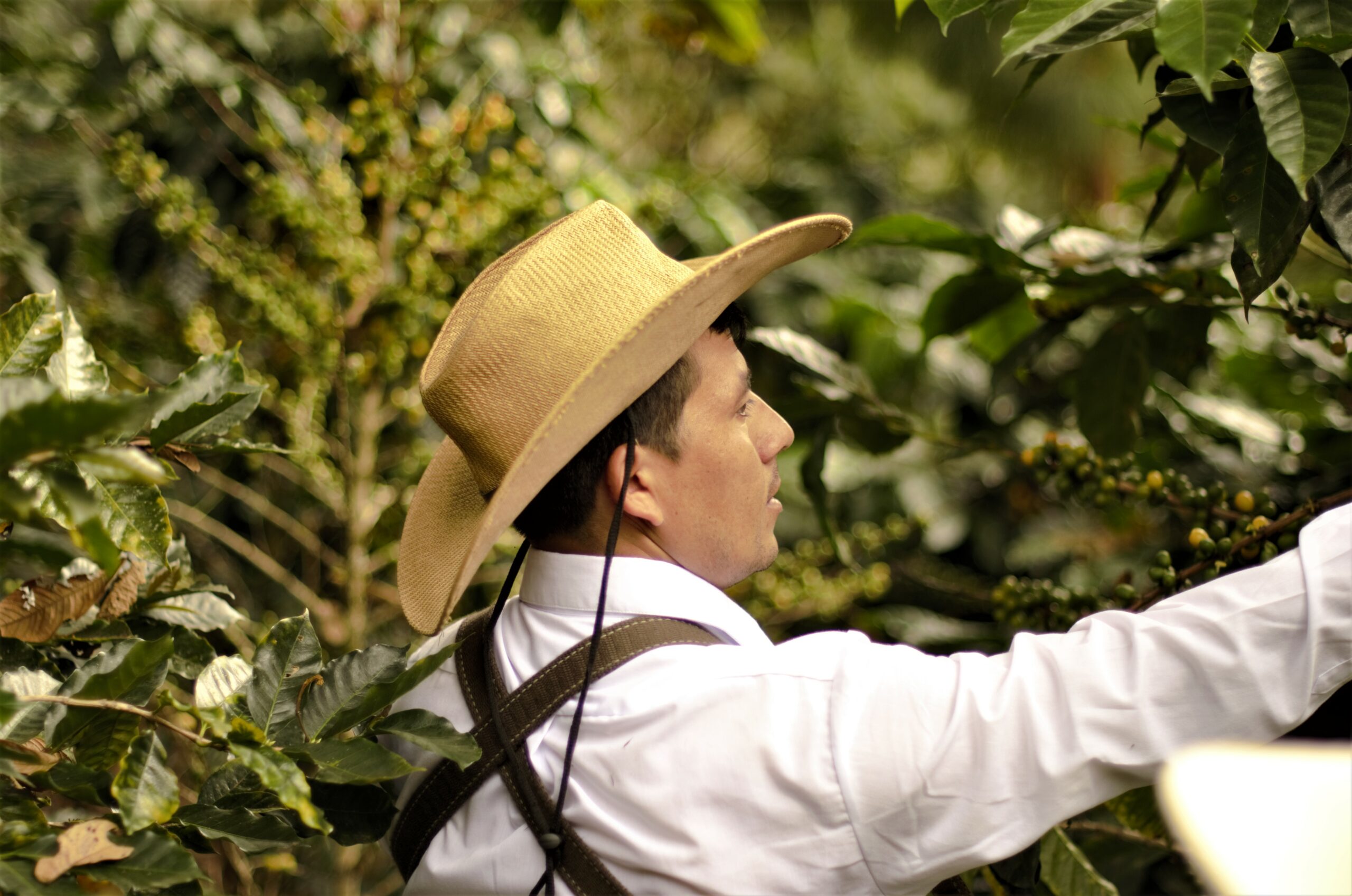 You are currently viewing FROM FARM TO YOUR CUP: WHAT EVERY MULTI-VENUE OPERATOR SHOULD KNOW ABOUT GREEN BEAN SOURCING