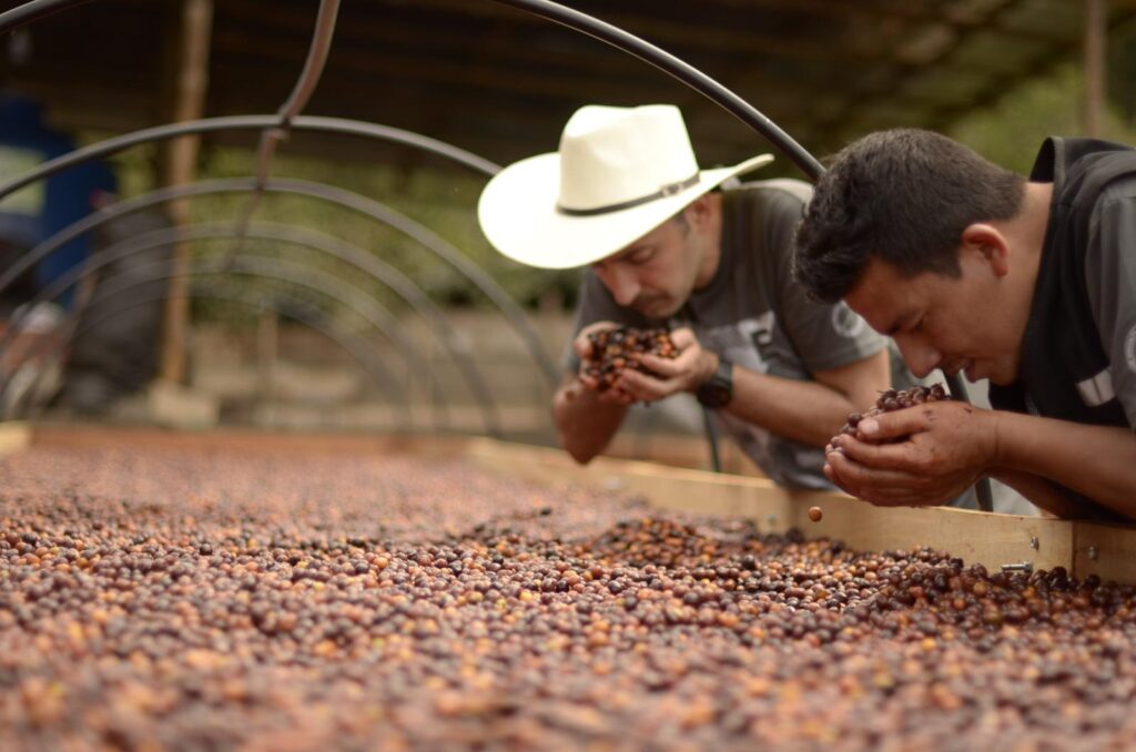 Coffee roaster and coffee farmer check natural process coffee cherries on drying bed